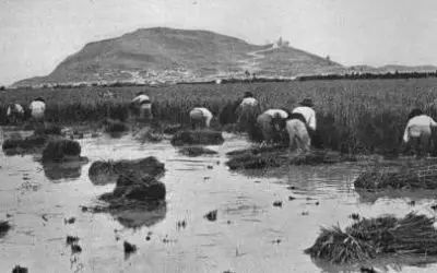 Petite histoire de la “Grande” paëlla